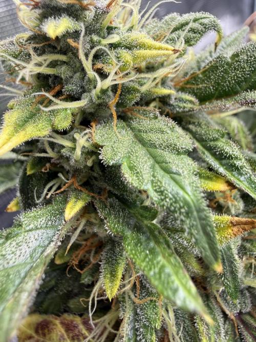 Humboldt tri grow. Week 9