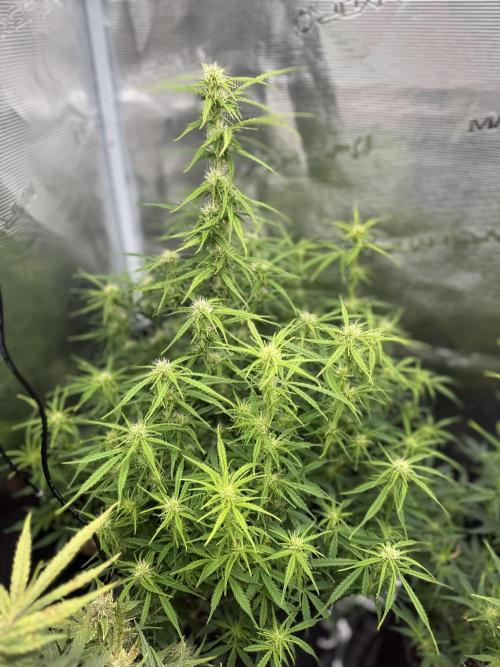 Humboldt tri grow. Week 9