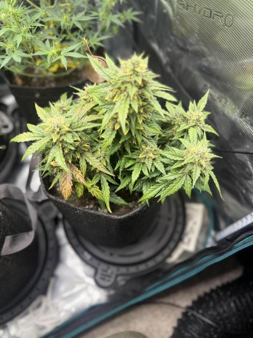 Humboldt tri grow. Week 9
