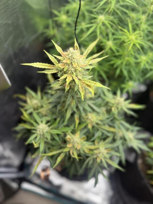 Humboldt tri grow. Week 9