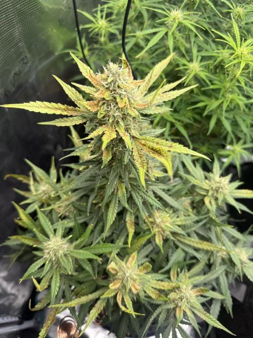 Humboldt tri grow. Week 9