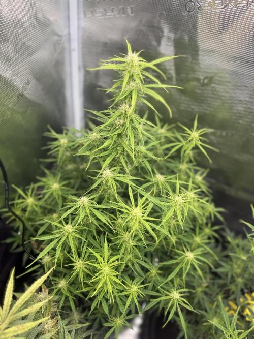 Humboldt tri grow. Week 9