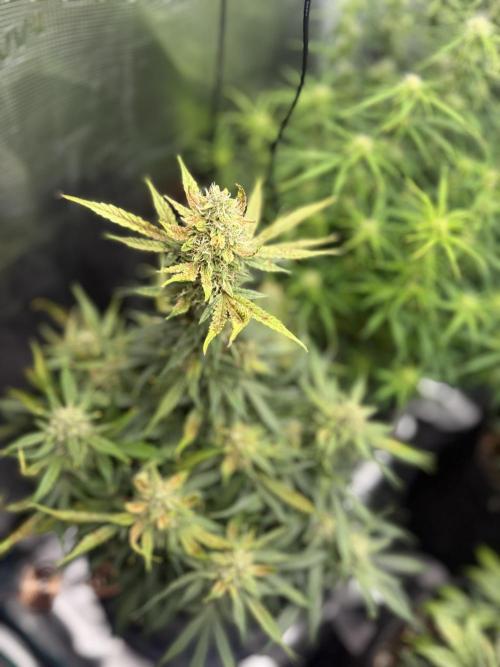 Humboldt tri grow. Week 9