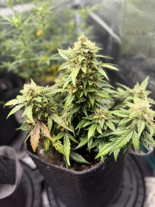 Humboldt tri grow. Week 9