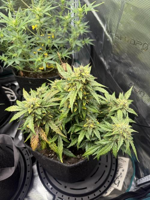 Humboldt tri grow. Week 9
