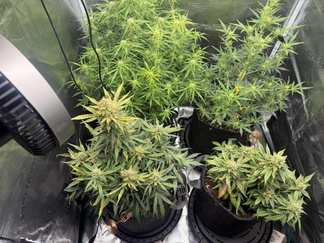 Humboldt tri grow. Week 9