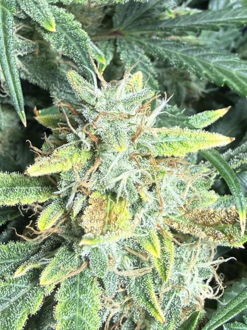 Humboldt tri grow. Week 10