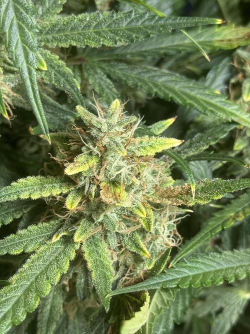 Humboldt tri grow. Week 10
