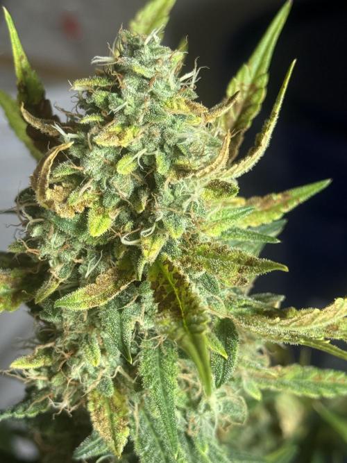 Humboldt tri grow. Week 10