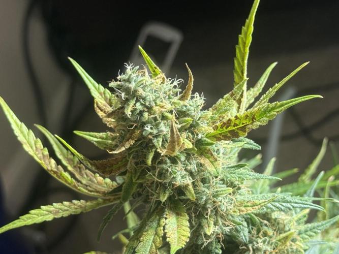 Humboldt tri grow. Week 10