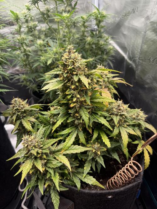 Humboldt tri grow. Week 10
