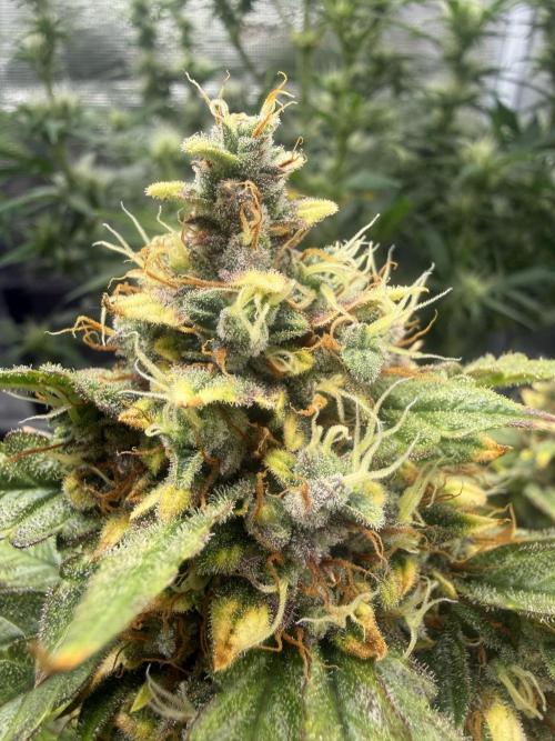 Humboldt tri grow. Week 10