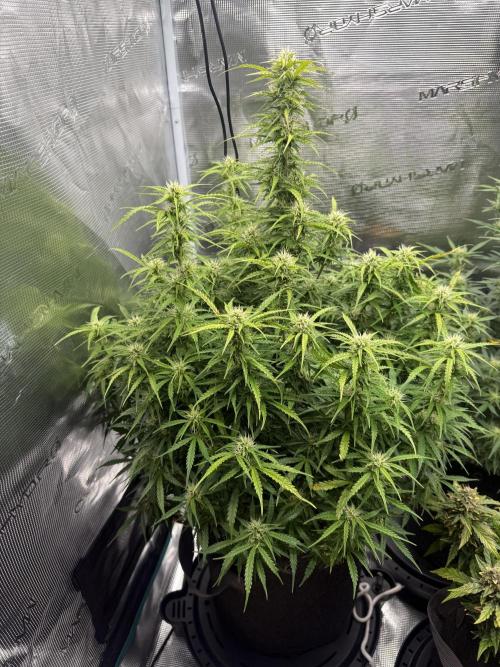 Humboldt tri grow. Week 10