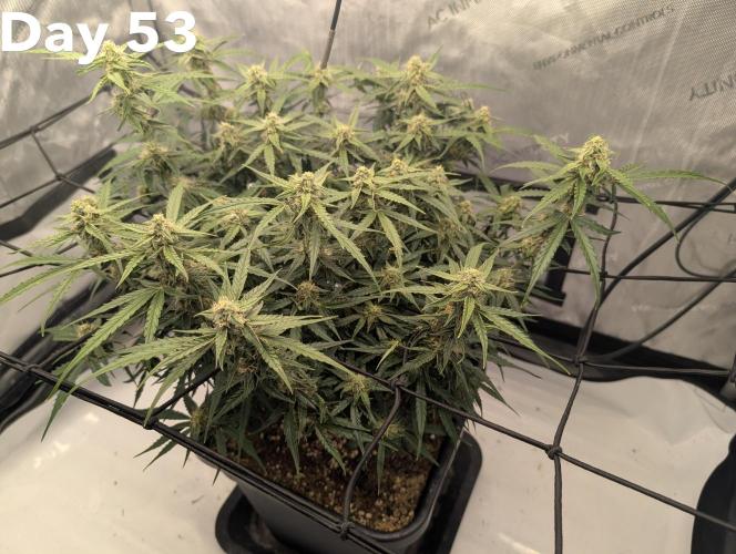 Green Crack F1 Automatic. Week 8