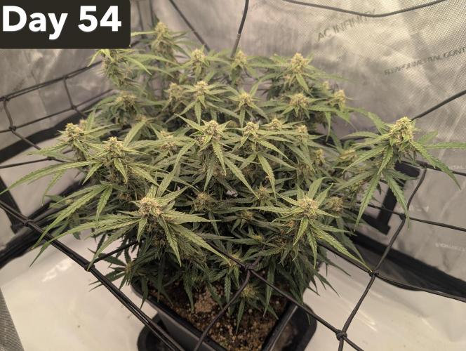 Green Crack F1 Automatic. Week 8