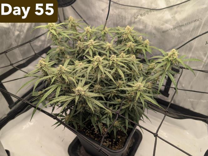 Green Crack F1 Automatic. Week 8
