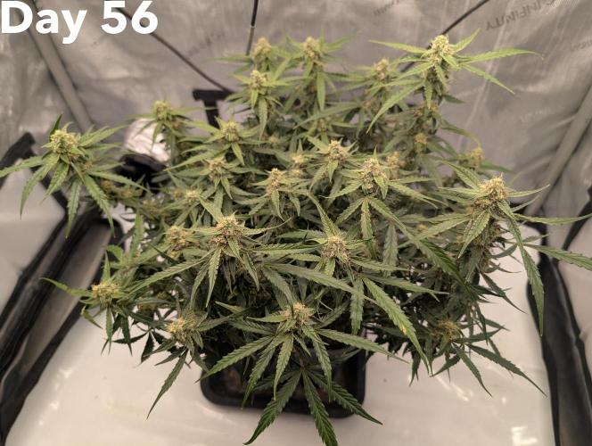 Green Crack F1 Automatic. Week 8