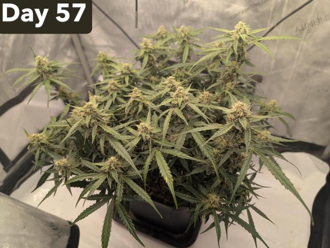 Green Crack F1 Automatic. Week 9