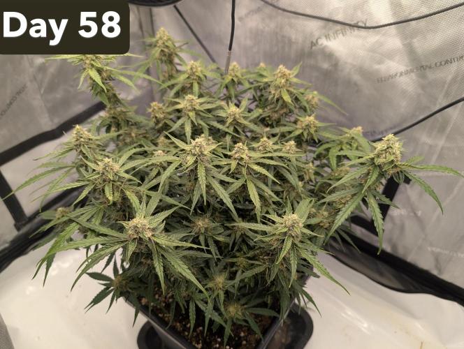 Green Crack F1 Automatic. Week 9