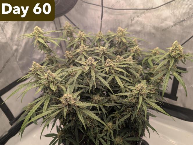 Green Crack F1 Automatic. Week 9
