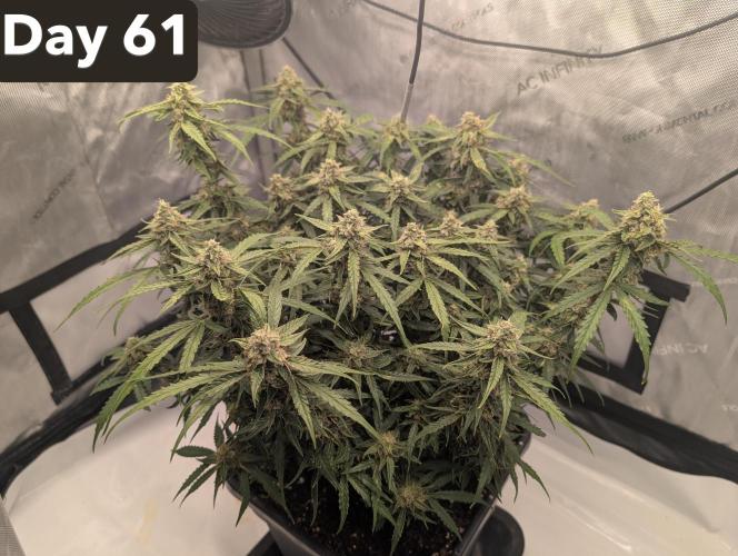 Green Crack F1 Automatic. Week 9