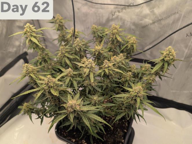 Green Crack F1 Automatic. Week 9