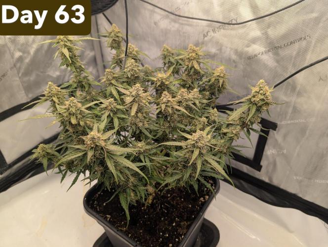 Green Crack F1 Automatic. Week 9