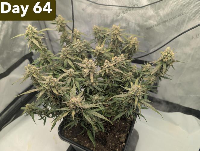 Green Crack F1 Automatic. Week 10