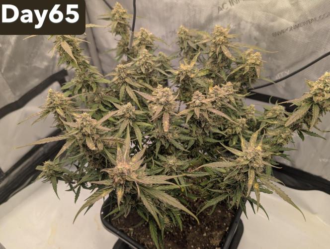 Green Crack F1 Automatic. Week 10