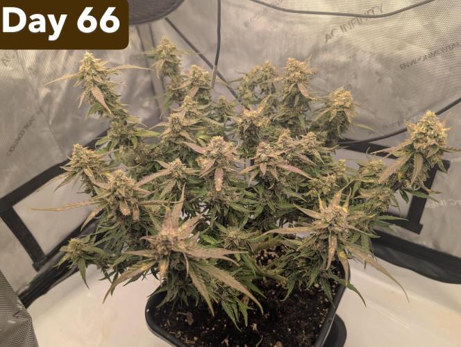 Green Crack F1 Automatic. Week 10