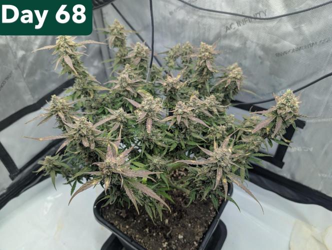 Green Crack F1 Automatic. Week 10