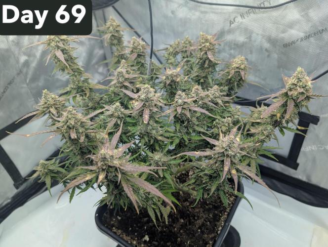 Green Crack F1 Automatic. Week 10