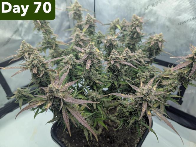 Green Crack F1 Automatic. Week 10