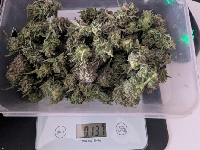 Green Crack F1 Automatic. Week 11