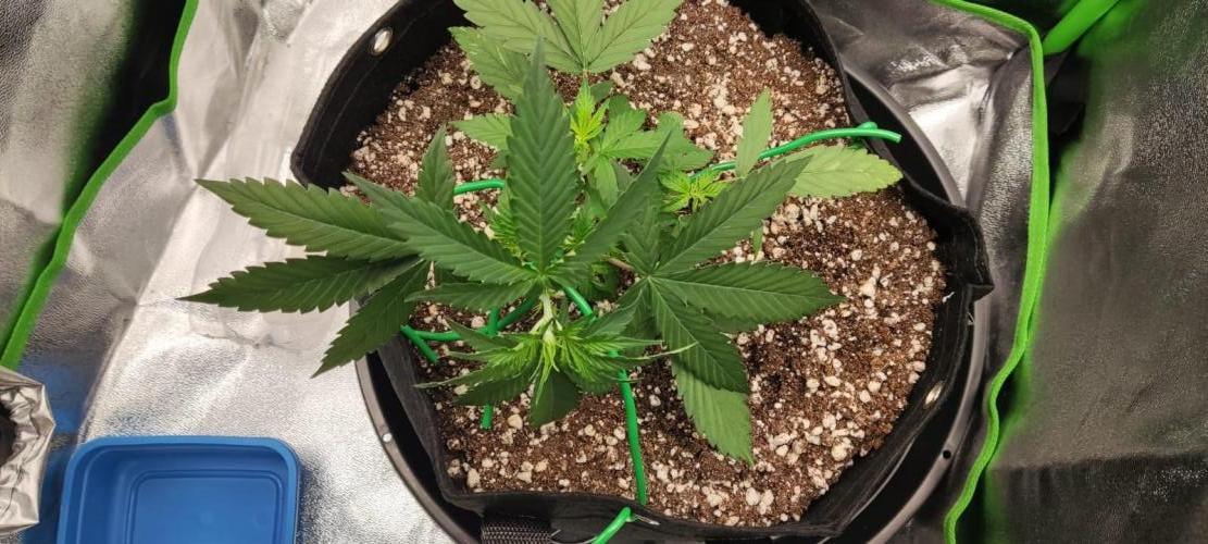 First grow ever. Week 4