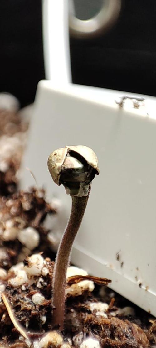 First grow ever. Week 0 - Stuck in the helmet