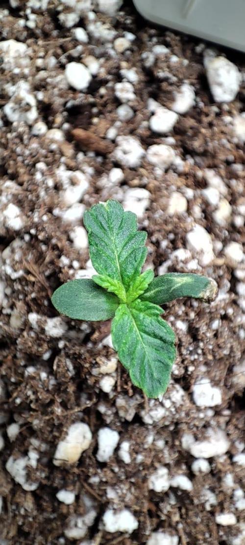 First grow ever. Week 1 - Well, she's actually pretty fine for now