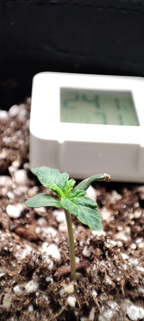 First grow ever. Week 1