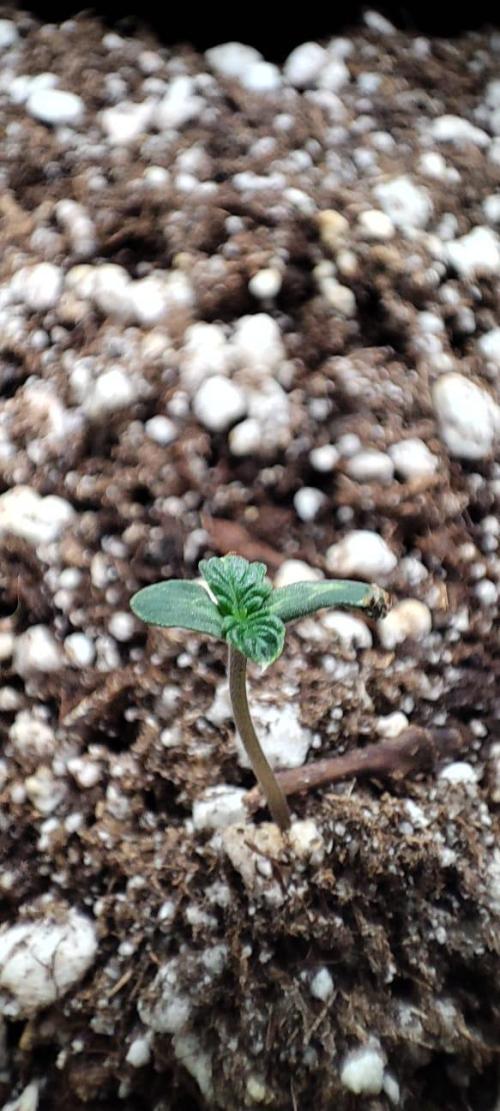 First grow ever. Week 1 - A little shy and with the inner membrane in one of its leaves.