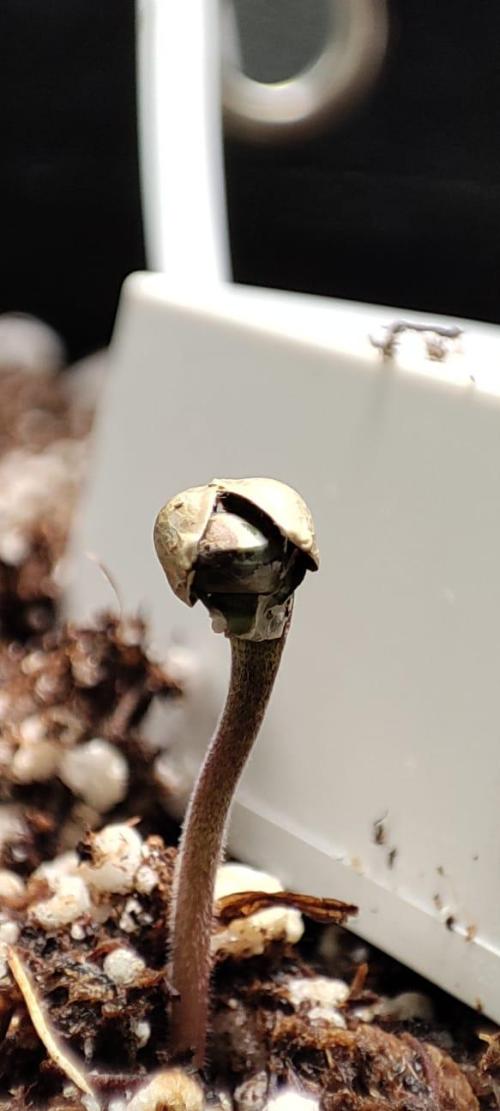 First grow ever. Week 1 - Seed helmet