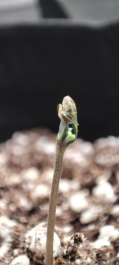 First grow ever. Week 1 - Inner membrane