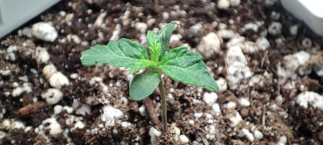 First grow ever. Week 1 - My fighter girl :)