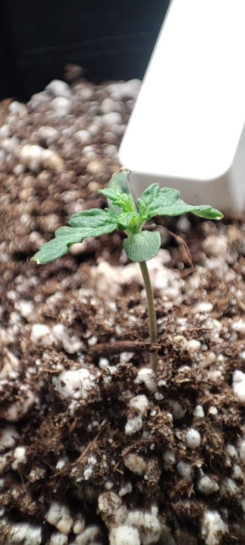 First grow ever. Week 1