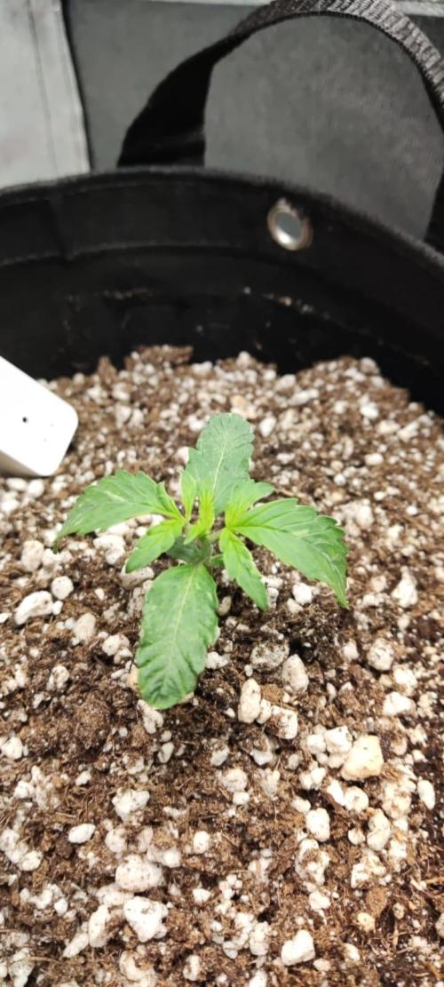 First grow ever. Week 2