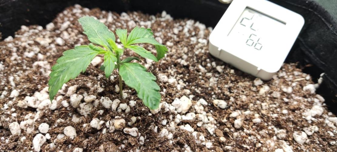 First grow ever. Week 2