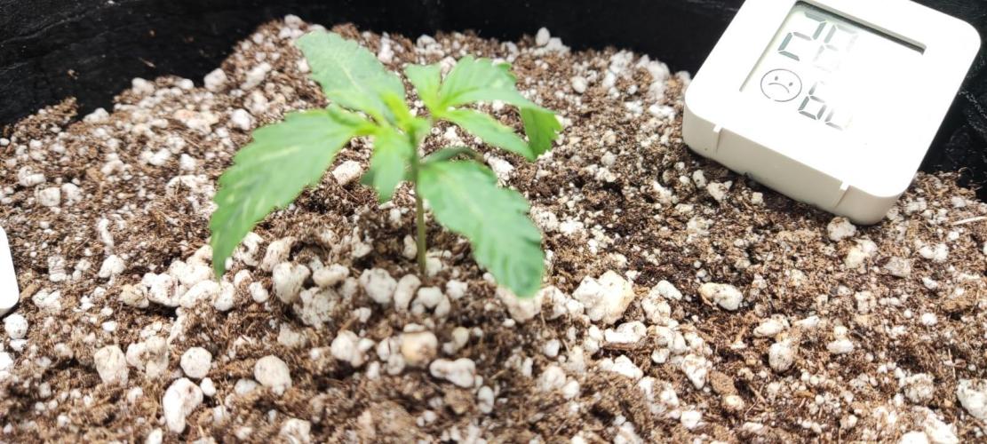 First grow ever. Week 2