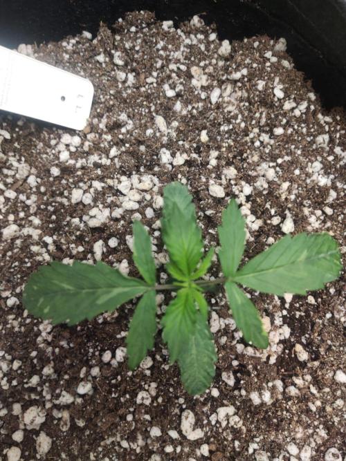 First grow ever. Week 2