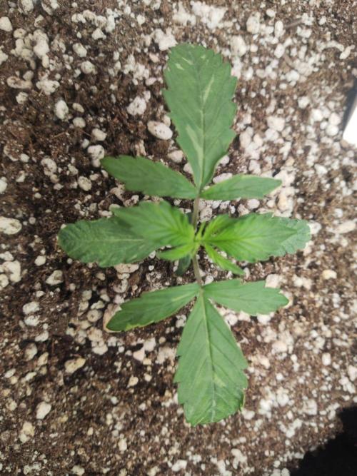 First grow ever. Week 2
