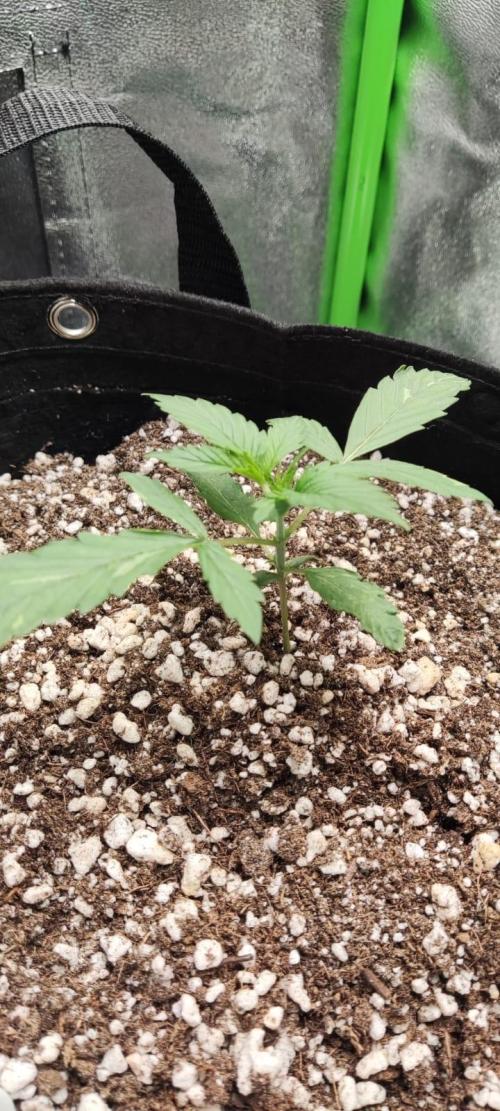First grow ever. Week 2