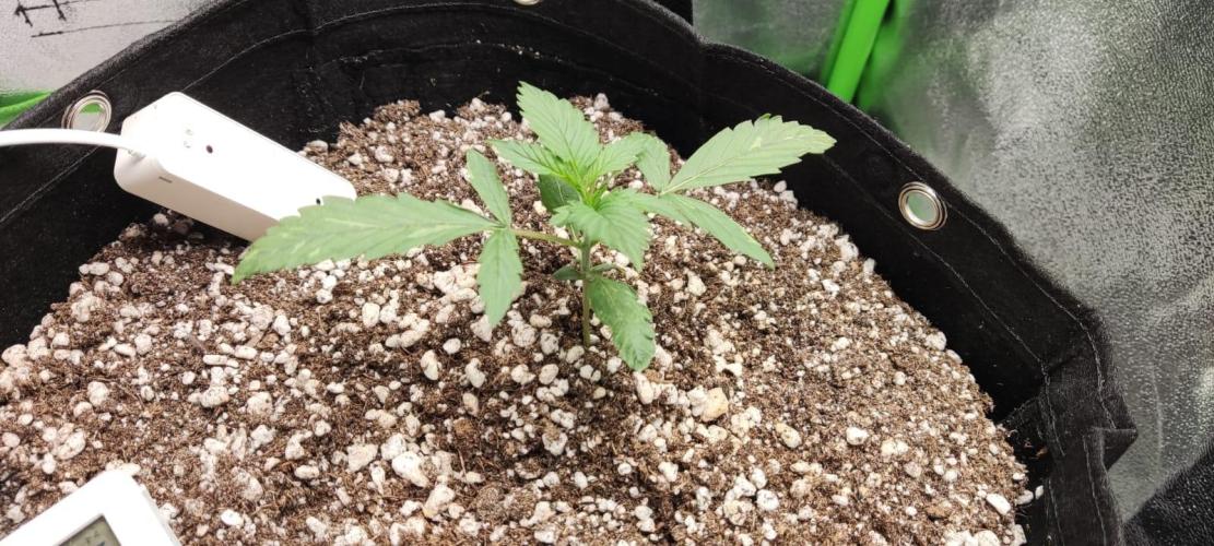 First grow ever. Week 2